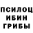 Псилоцибиновые грибы GOLDEN TEACHER David Krzyvecki